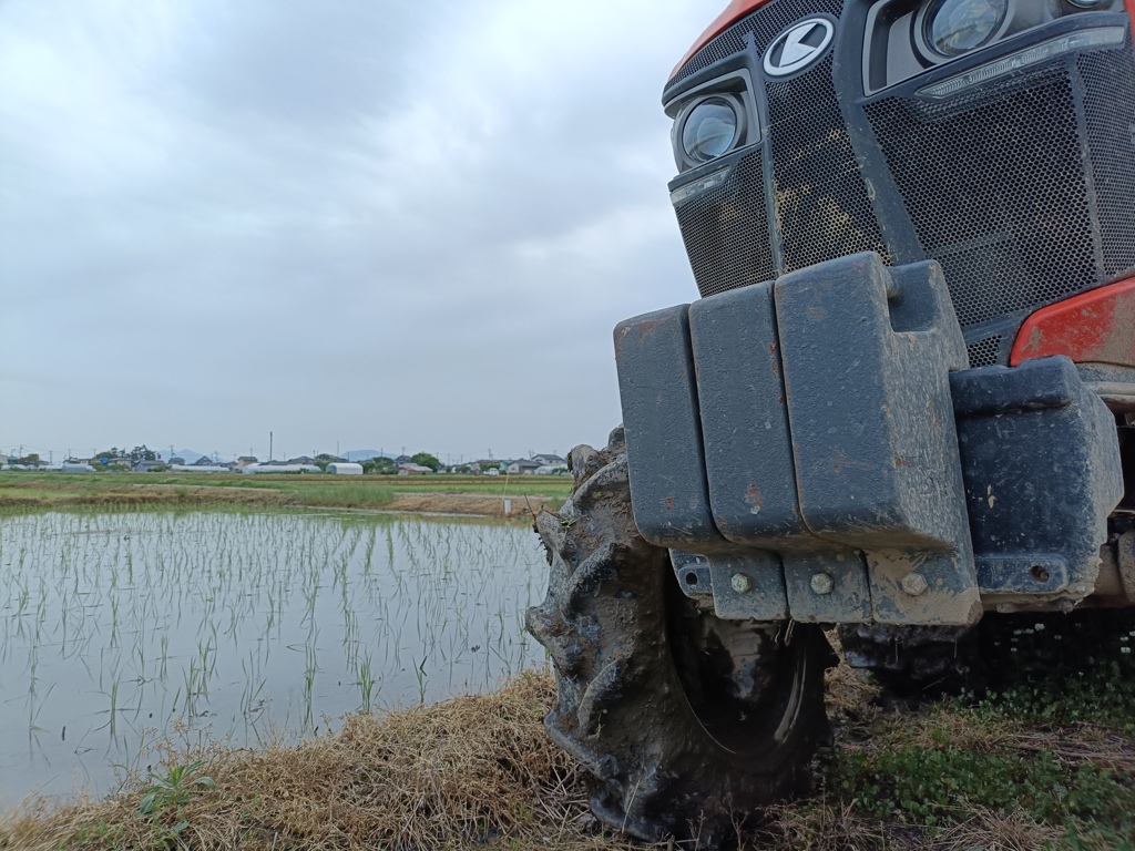 田植え