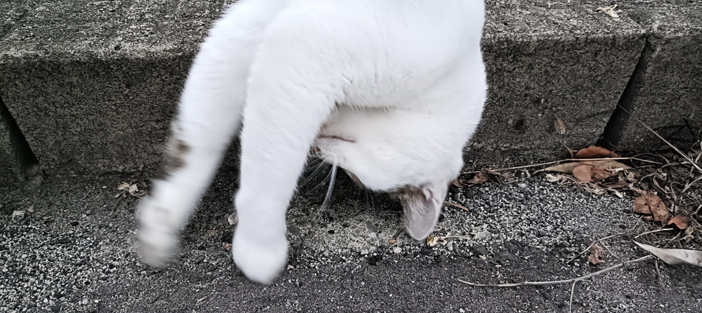 猫も縁から落ちる