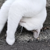 猫も縁から落ちる