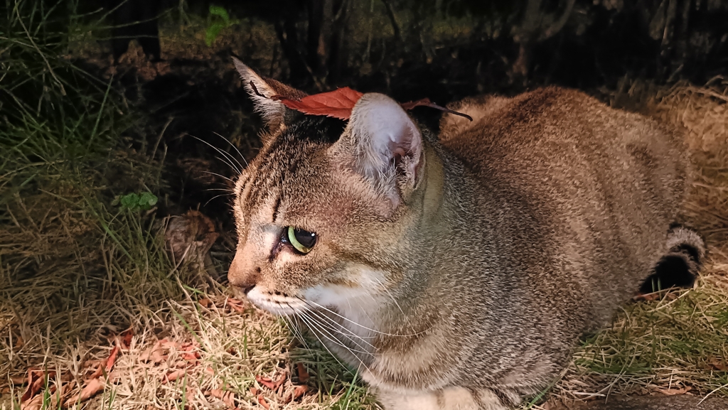 木の葉の里の忍び