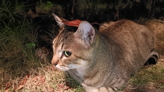 木の葉の里の忍び