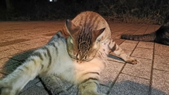 もふっもふ