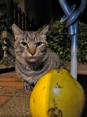 ザ・テレビジョン