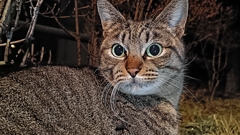 可動域