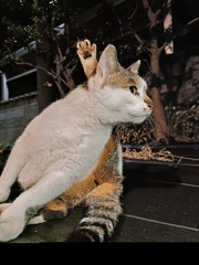 じゃんけん、ぽん！！