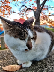 たぬき。4匹目。