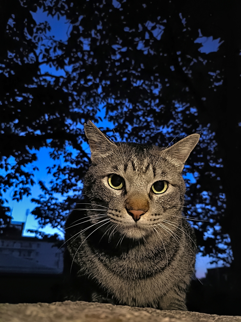 狭間の猫