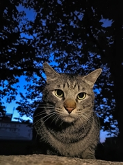 狭間の猫