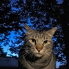 狭間の猫