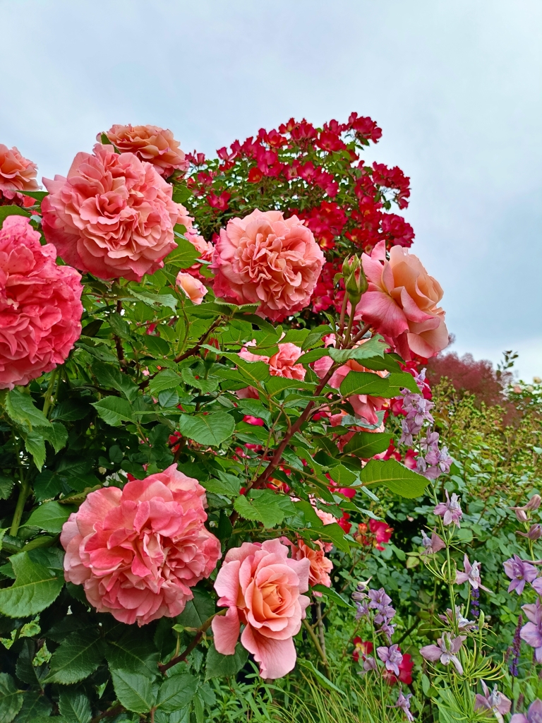 薔薇、空を向いて。