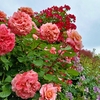 薔薇、空を向いて。