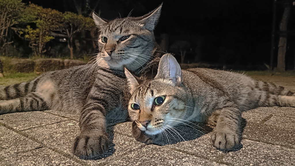 惰性で映画を見る猫ズ