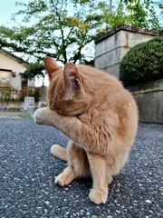 全米が泣いた・・・・。