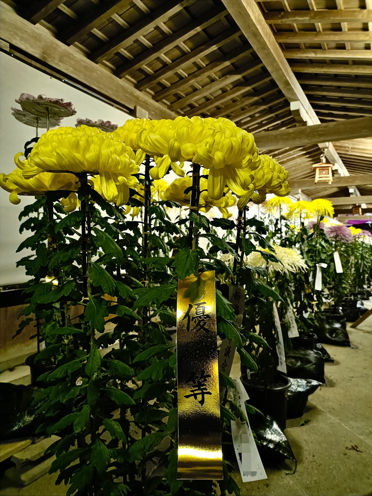 弥彦神社・菊まつり。匠