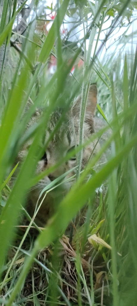 その時、川◯隊長は確かに見た！こちらを見る猛獣の目を・・・