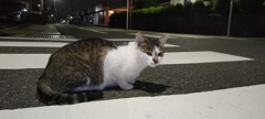 真夜中の猫