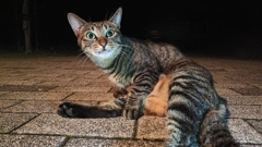 きゃっ。今は撮っちゃダメよ