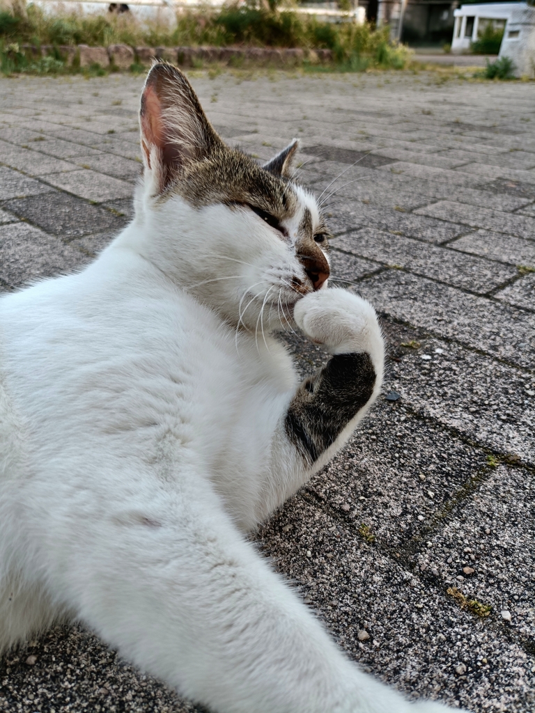 惰性で昼ドラを見る猫