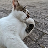 惰性で昼ドラを見る猫