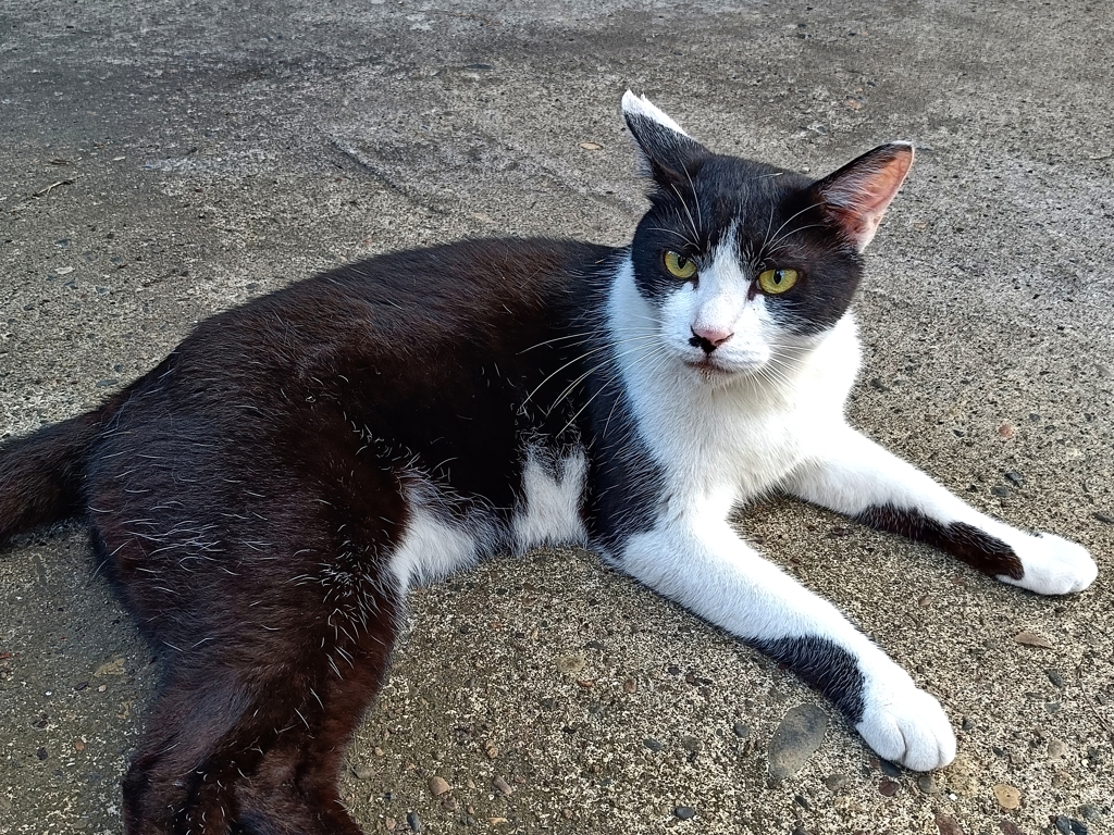 地域猫→家猫・・・・？