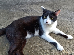 地域猫→家猫・・・・？