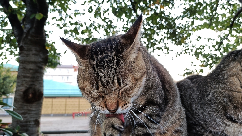 THE・猫その②