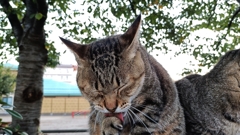 THE・猫その②