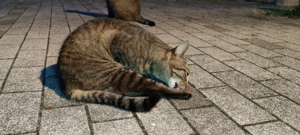 嗜み