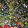 新潟のクリスマス。美しいクリスマスツリーの下には・・・・。