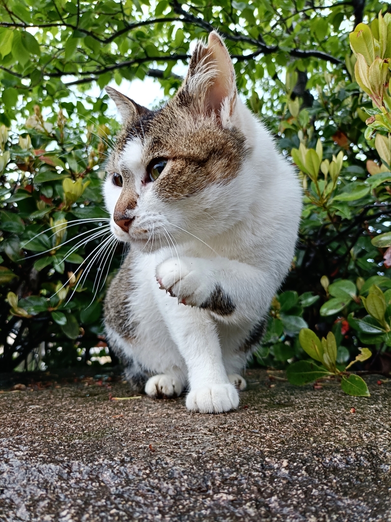ちょい招き猫
