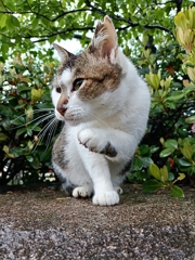 ちょい招き猫