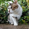 ちょい招き猫
