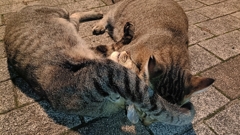 ブラジリアン柔術