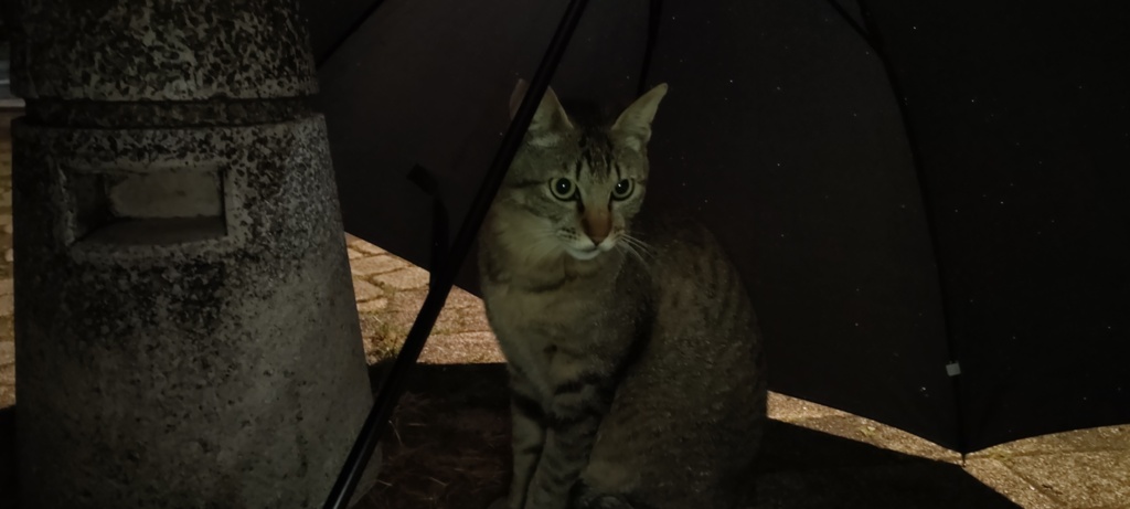 傘と猫