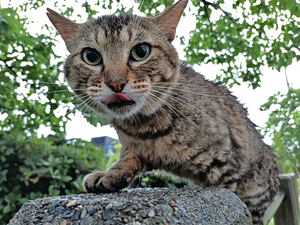 濡れ猫