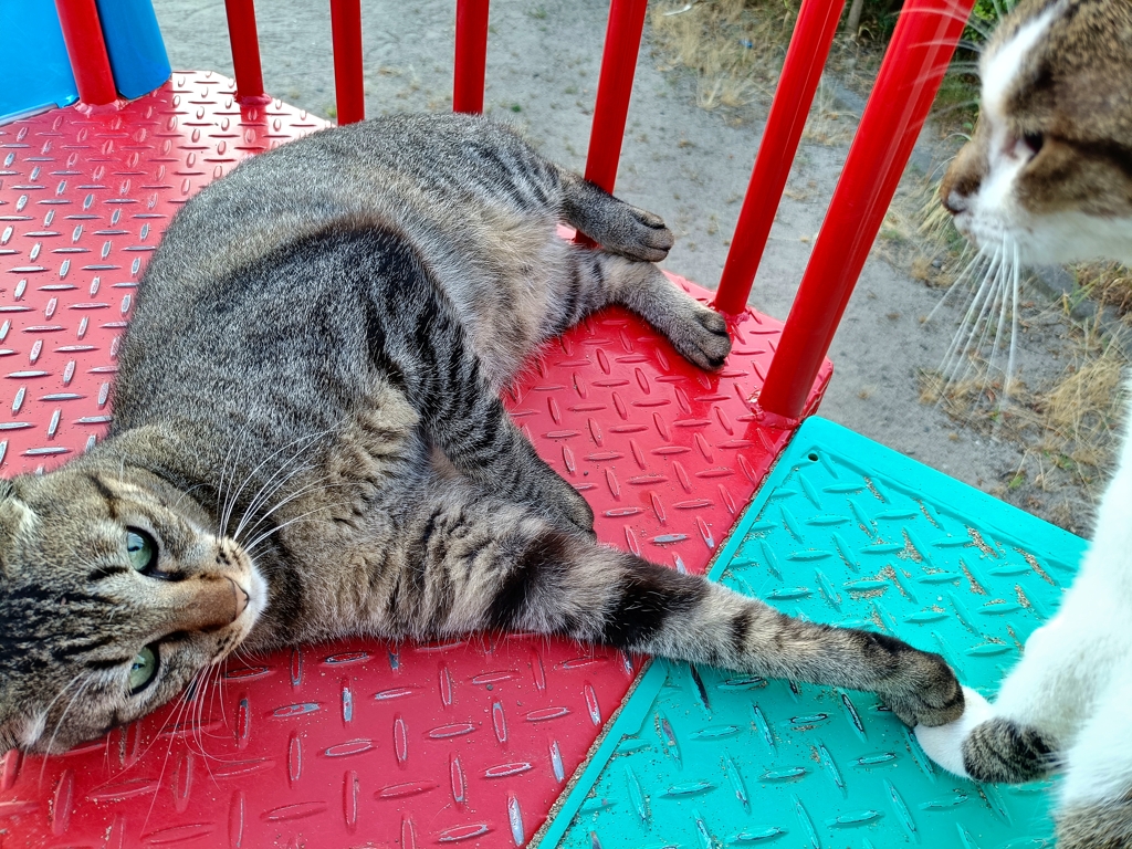 『ボクたち』『私たちは』『ずーーっと一緒』