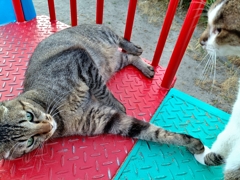 『ボクたち』『私たちは』『ずーーっと一緒』