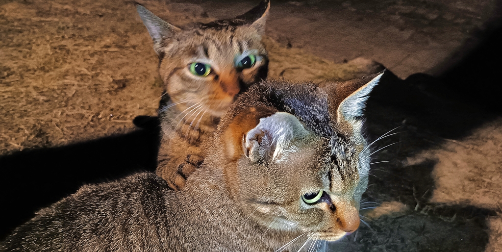 這い寄るペロペロ猫
