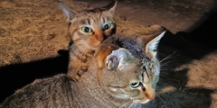 這い寄るペロペロ猫