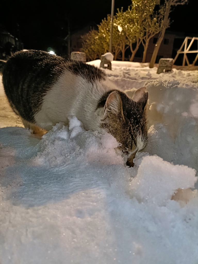 ここ掘れニャンニャン