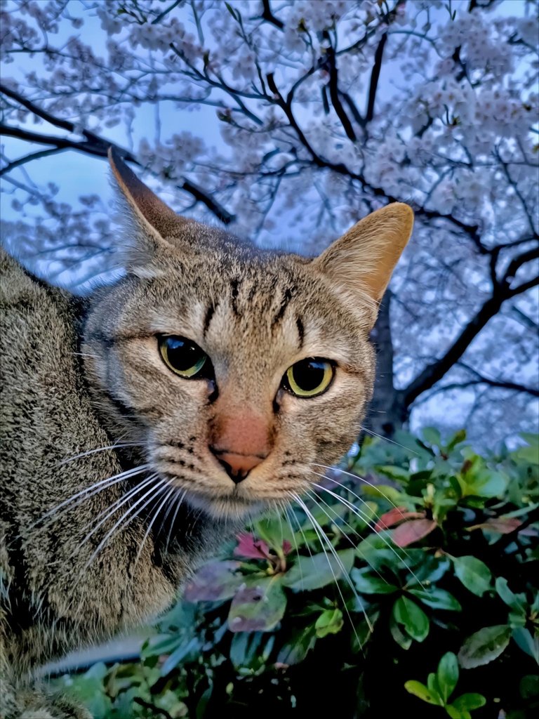 主役はボク！！
