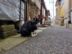 春を探して猫と遭う。