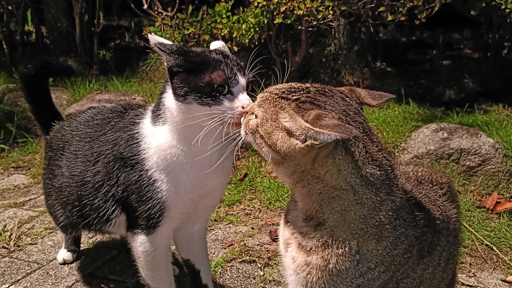 ご挨拶のチュ