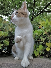 ちょい招き猫