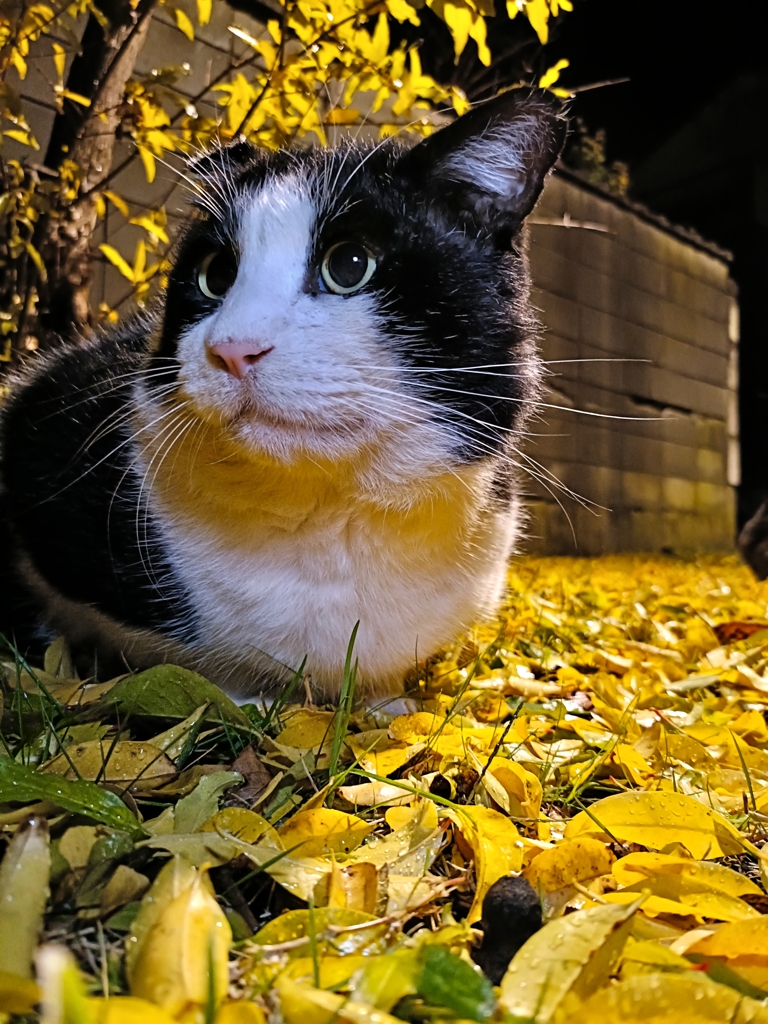雨上がりの黄色の絨毯