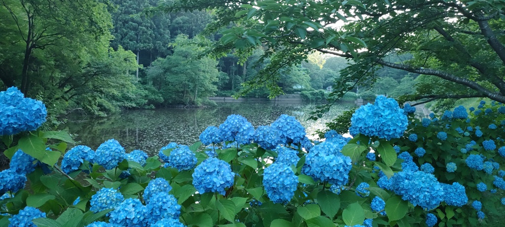 あお×あお