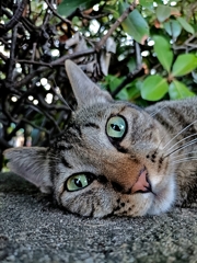 じーーーーーーーーーーーーーーっ