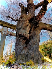 春の精霊。新潟を探訪。14