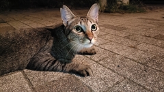 にゃに？