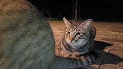 まん丸やな。コイツ。